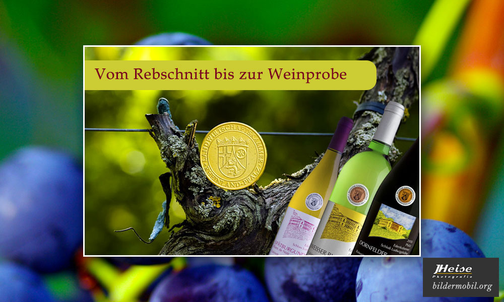 Weinreportagen von vinumtempore.de